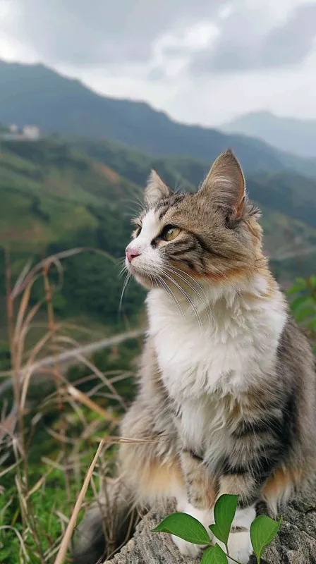 请生成一只猫猫在新疆旅行的图片 – AI绘画作品展示 | Midjourney中文版生成