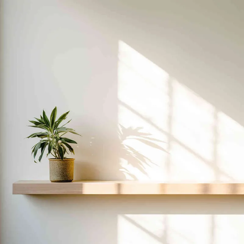 A small green plant is placed on a wooden shelf, with a white wall as the background and a beam of sunlight. The photo style is centered and the composition is centered,-- v5.2,---q 5,--s 750,--seed 1930011979 - AI绘画作品展示 | Midjourney中文版生成